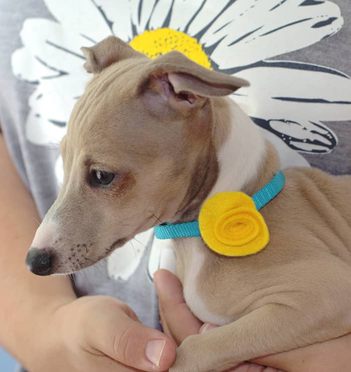 Customize your pets' collars with these fun and easy DIY pet collar accessories! Change them out depending on the season or holiday.