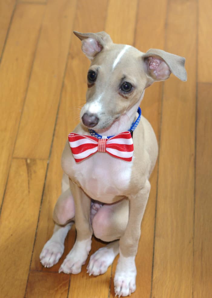 Customize your pets' collars with these fun and easy DIY pet collar accessories! Change them out depending on the season or holiday.
