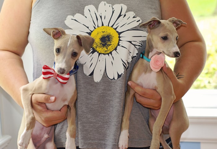Customize your pets' collars with these fun and easy DIY pet collar accessories! Change them out depending on the season or holiday.