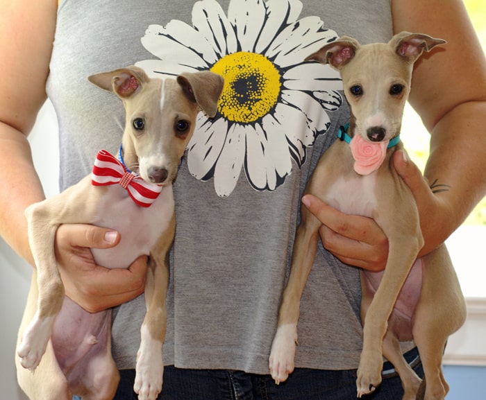 Customize your pets' collars with these fun and easy DIY pet collar accessories! Change them out depending on the season or holiday.