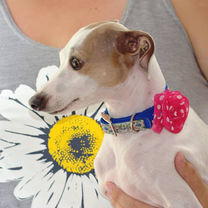 Customize your pets' collars with these fun and easy DIY pet collar accessories! Change them out depending on the season or holiday.