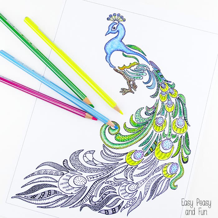 peacock coloring page
