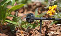 Drip irrigation using a micro sprinkler head